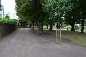 Dirt Road in a PArk photo