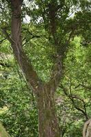 Big tree in summer photo