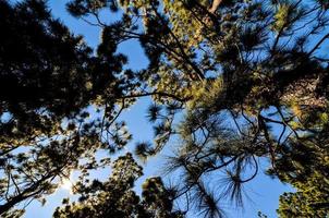 Trees in the forest photo