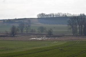 Swampland with a Seasonal Lae photo