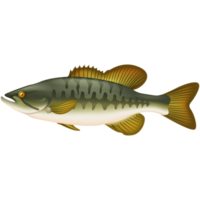 carino mare pesce cartone animato png