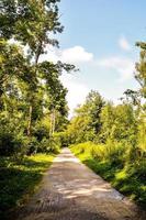 Trees in the forest photo