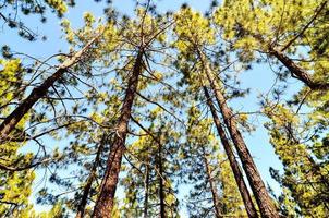 Trees in the forest photo