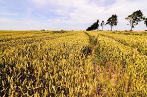 Scenic rural landscape photo