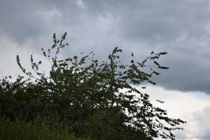 árbol en un tormenta foto