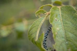 Macro photo of caterpillar when eaten green leaf and metamorphosis. The photo is suitable to use for nature animal background, poster and advertising.