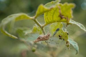 Macro photo of caterpillar when eaten green leaf and metamorphosis. The photo is suitable to use for nature animal background, poster and advertising.