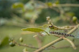 Macro photo of caterpillar when eaten green leaf and metamorphosis. The photo is suitable to use for nature animal background, poster and advertising.