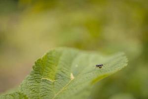 Macro photo of little baby spider over the branch and green leaf when spring season. The photo is suitable to use for nature animal background, poster and advertising.