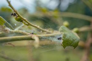 Macro photo of caterpillar when eaten green leaf and metamorphosis. The photo is suitable to use for nature animal background, poster and advertising.