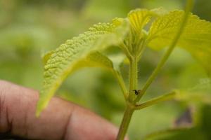 Macro photo of little baby spider over the branch and green leaf when spring season. The photo is suitable to use for nature animal background, poster and advertising.