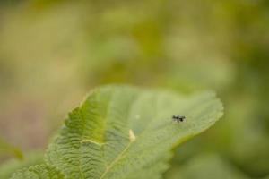 Macro photo of little baby spider over the branch and green leaf when spring season. The photo is suitable to use for nature animal background, poster and advertising.