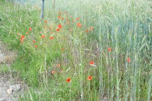 amapola y maíz flores a un grano campo foto