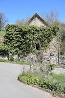 Ivy Covered Mill Ruin photo