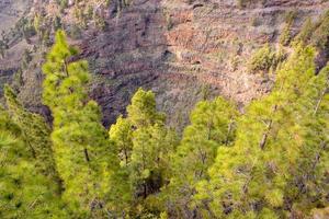 Trees in the forest photo