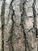 tree bark, bark background, background photo