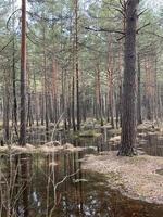 swamp in the forest photo