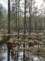 río en el bosque foto