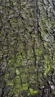 textura de árbol ladrar con musgo, musgo fondo, antecedentes foto