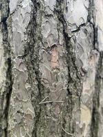 árbol ladrar, ladrar fondo, antecedentes foto