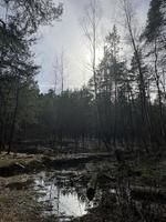 swamp in the forest photo