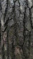 tree bark, bark background, background photo