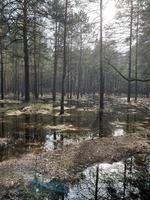 río en el bosque foto