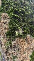 texture of tree bark with moss, moss background, background photo