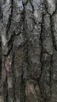 tree bark, bark background, background photo