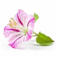 flower isolated on white background. photo