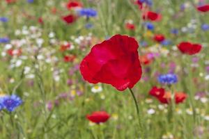 red poppy on meadow at summer photo