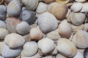 heap of colorful seashells on sea coast photo