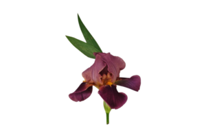 Brown flower isolated on a transparent background png