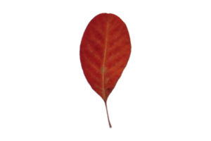 röd blad isolerat på en transparent bakgrund png