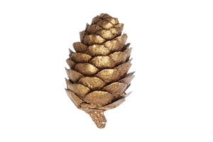 Golden christmas pine cone decoration isolated on a transparent background png