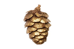 Golden christmas pine cone decoration isolated on a transparent background png