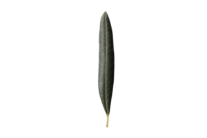 Green olive branch isolated on a transparent background png