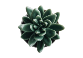 Succulents plant isolated on a transparent background png