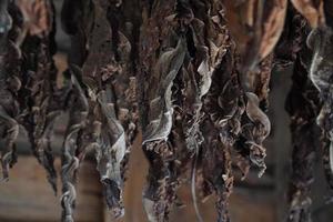 Tobacco leaves hang from the ceiling of a barn to dry photo