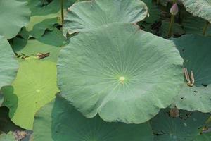 loto hoja en el jardín estanque foto