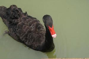 Ducks float on the water surface in the garden. photo