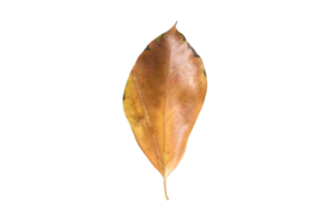 Dried leaves isolated on a transparent background png