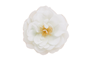 White flower isolated on a transparent background png