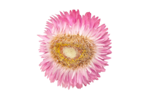 Rose Blume isoliert auf ein transparent Hintergrund png