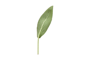 Sage leaf isolated on a transparent background png