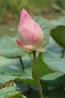 lotus flower in the garden pond photo