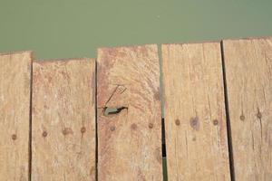 wooden floor walkway in pond photo