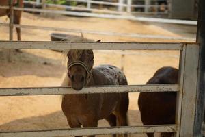 horses in stables for tourists to see photo