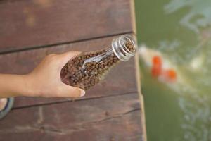 Child hand feeding the fish in the pond photo