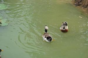 patos flotador en el agua superficie en el jardín. foto